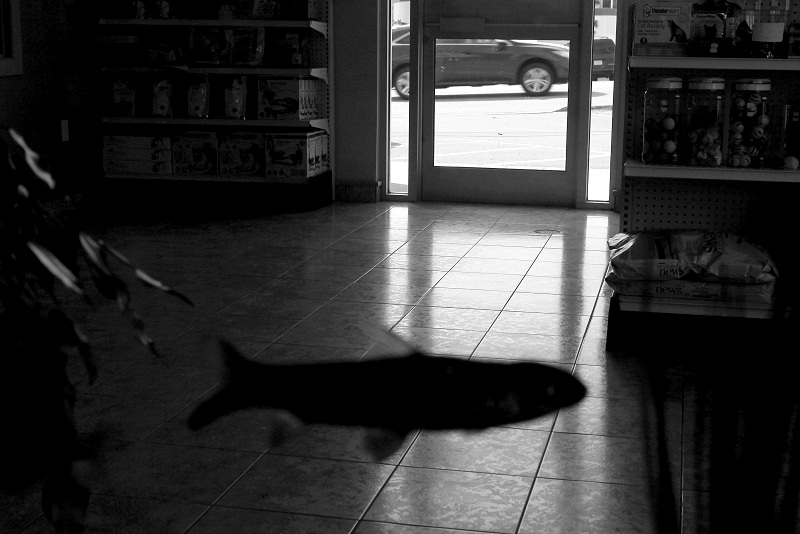 This is not a fish - how Rene Magritte inspired my photography - The ...